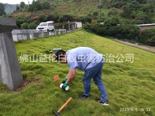 高明水利工程紅火蟻防治